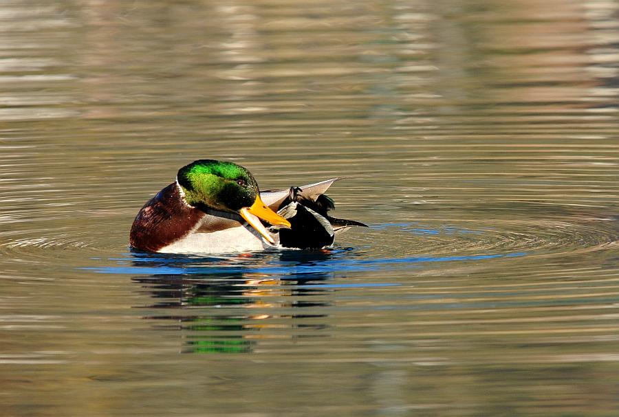 Rituali di corteggiamento di germano reale