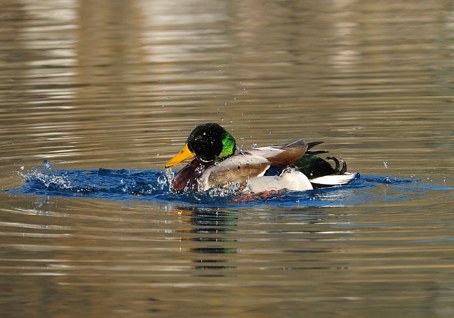 Rituali di corteggiamento di germano reale