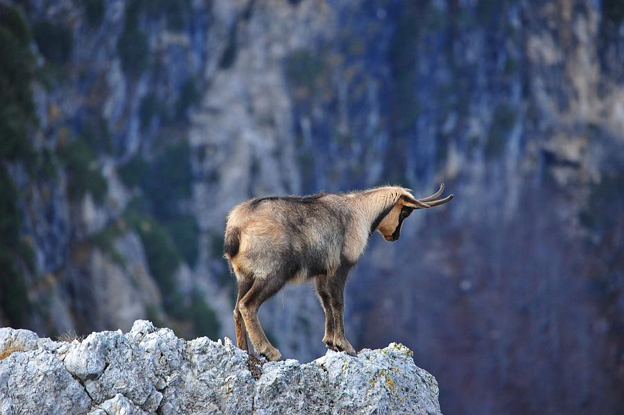 Camoscio d''Abruzzo Rupicapra pyrenaica ornata