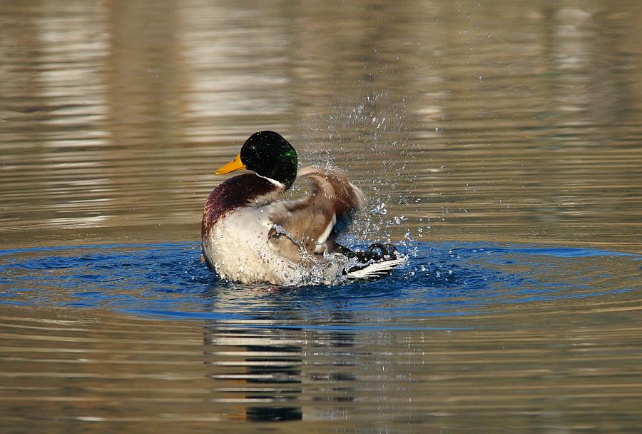 Rituali di corteggiamento di germano reale