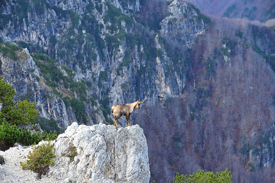 Camoscio d''Abruzzo Rupicapra pyrenaica ornata