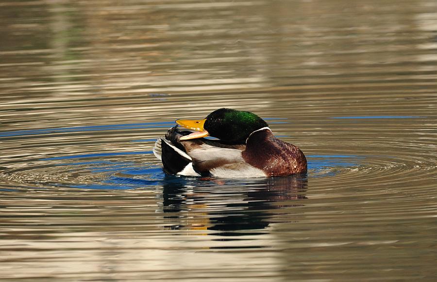 Rituali di corteggiamento di germano reale