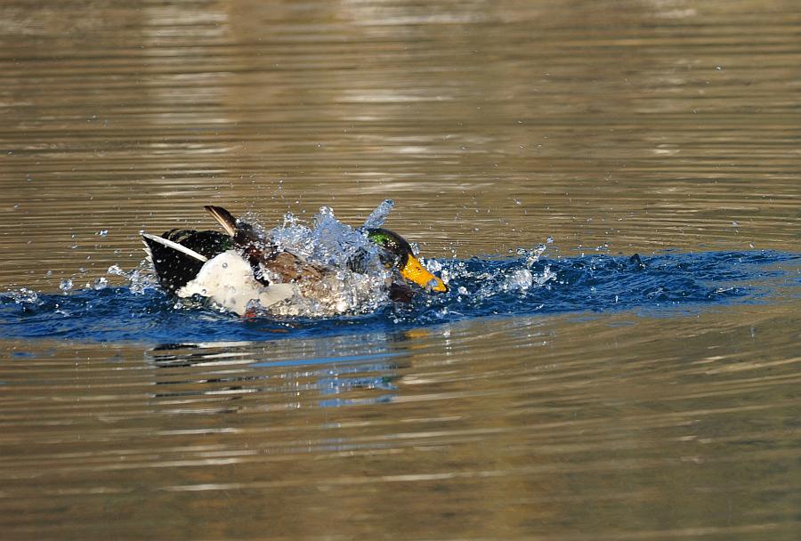 Rituali di corteggiamento di germano reale