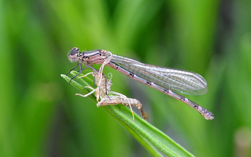 Sfarfallamento libellula