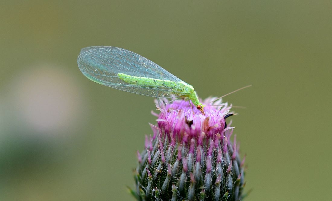 Chrysoperla cfr. lucasina (Chrysopidae)