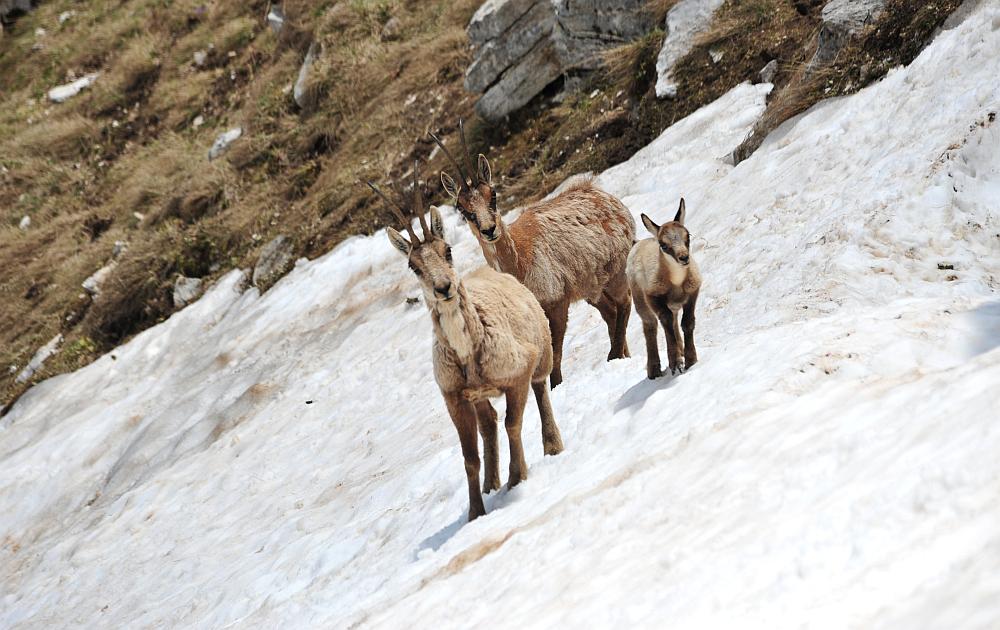 Camoscio d''Abruzzo Rupicapra pyrenaica ornata