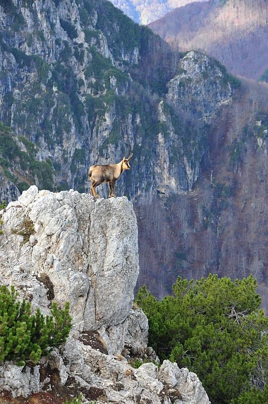 Camoscio d''Abruzzo Rupicapra pyrenaica ornata