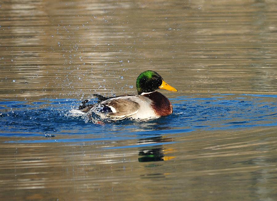 Rituali di corteggiamento di germano reale