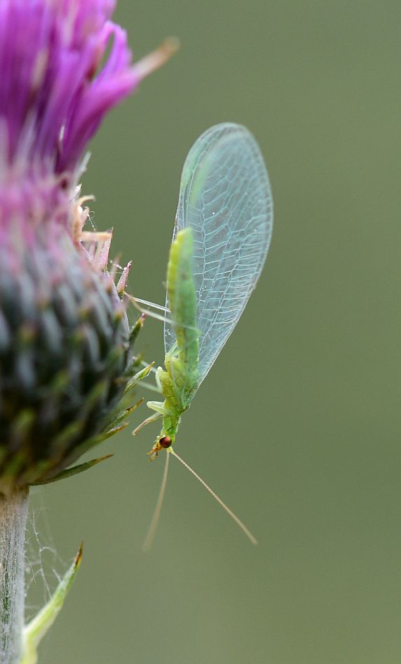 Chrysoperla cfr. lucasina (Chrysopidae)