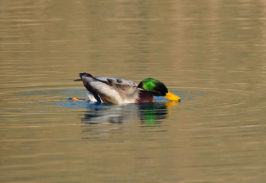 Rituali di corteggiamento di germano reale