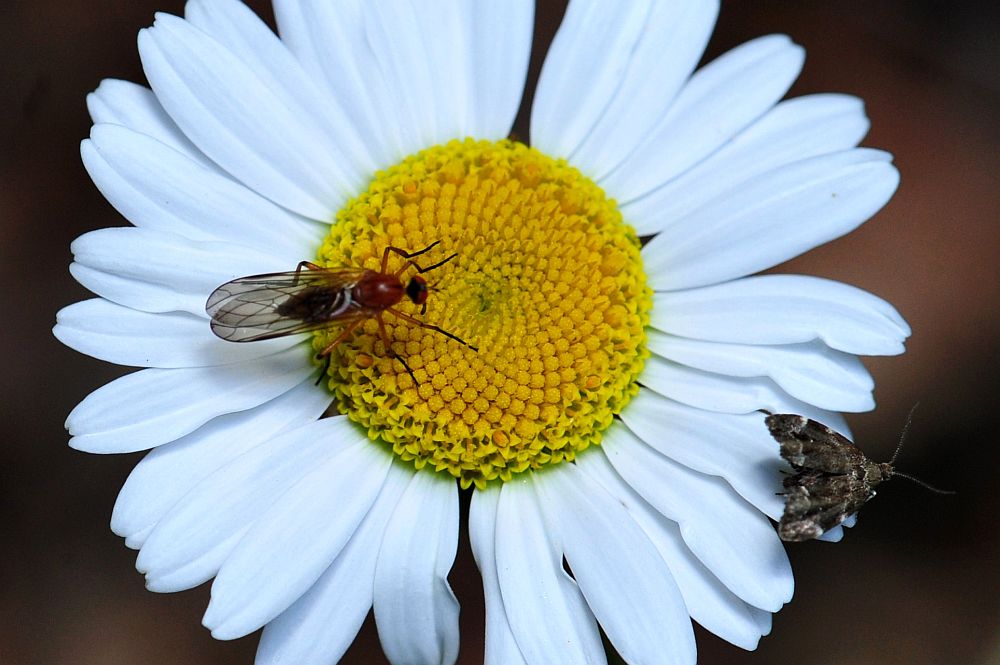 La vita in un fiore
