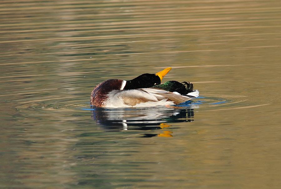 Rituali di corteggiamento di germano reale