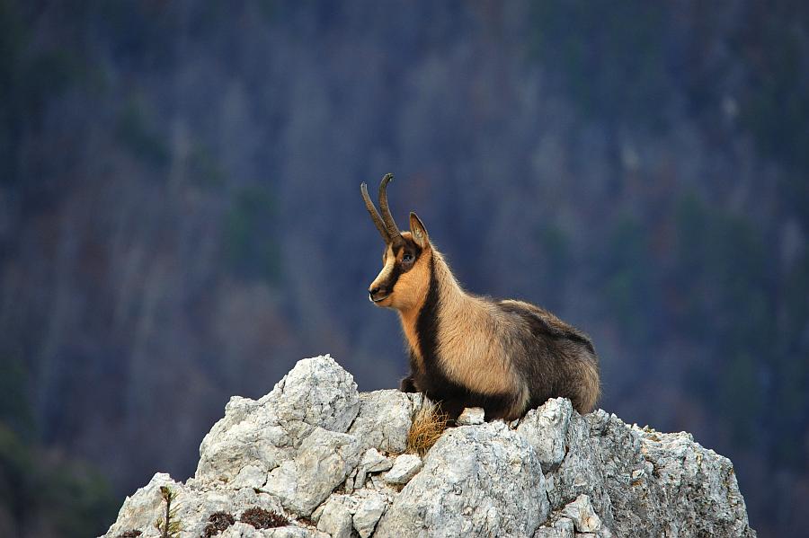 Camoscio d''Abruzzo Rupicapra pyrenaica ornata