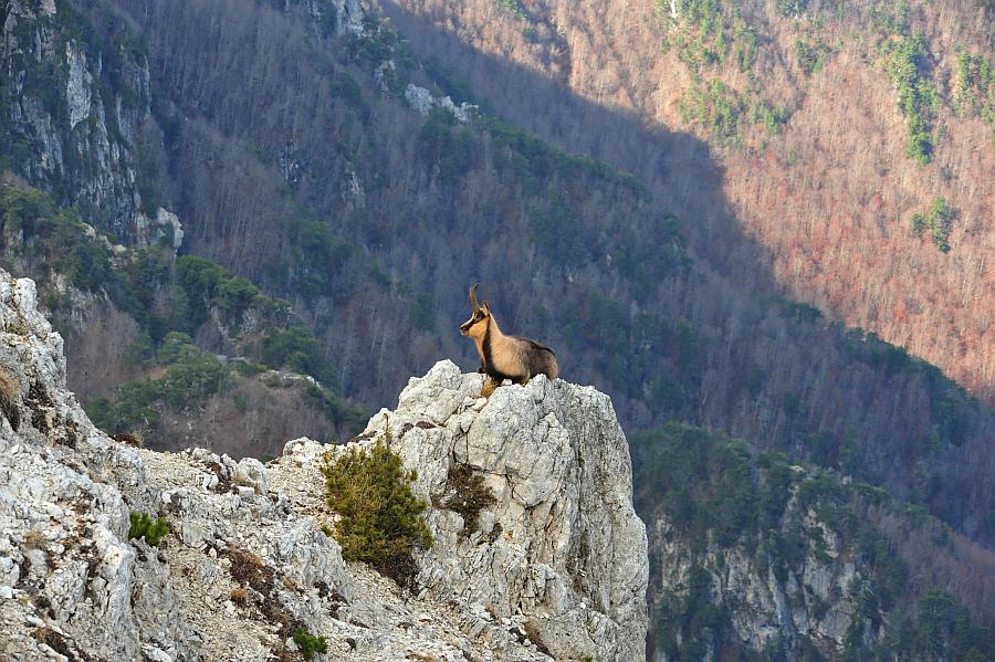 Camoscio d''Abruzzo Rupicapra pyrenaica ornata