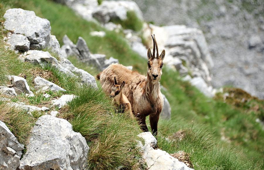 Camoscio d''Abruzzo Rupicapra pyrenaica ornata