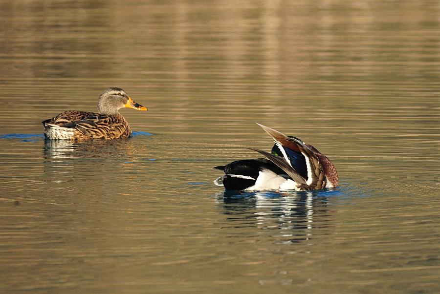 Rituali di corteggiamento di germano reale