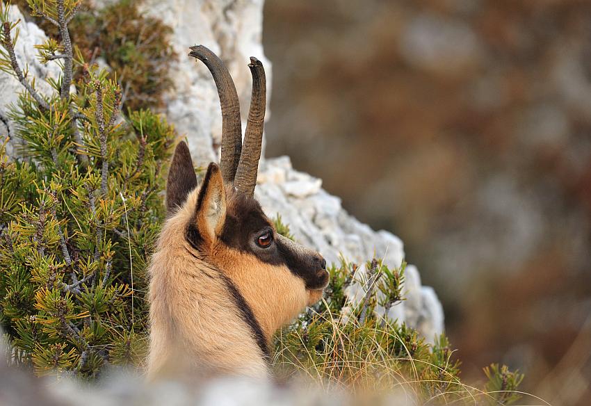 Camoscio d''Abruzzo Rupicapra pyrenaica ornata