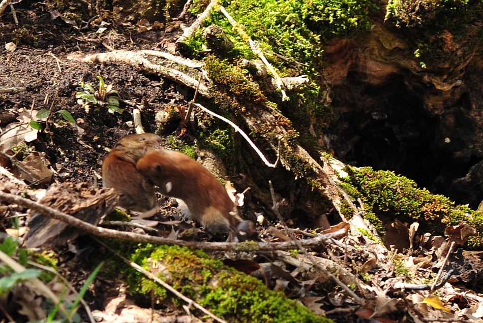 Arvicola rossastra? S, Myodes glareolus