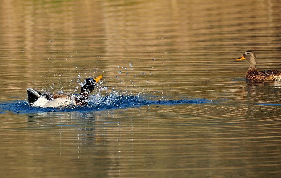 Rituali di corteggiamento di germano reale