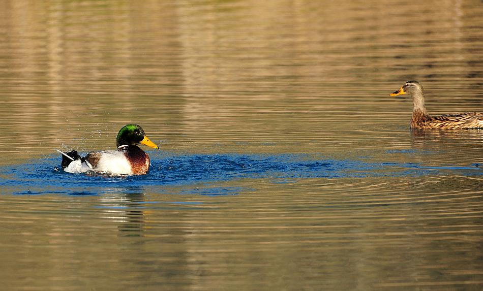 Rituali di corteggiamento di germano reale