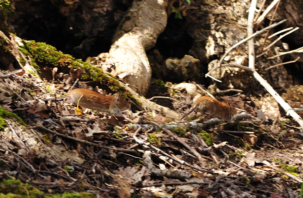 Arvicola rossastra? S, Myodes glareolus