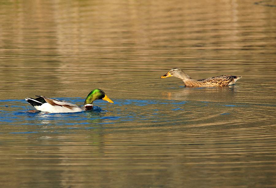Rituali di corteggiamento di germano reale