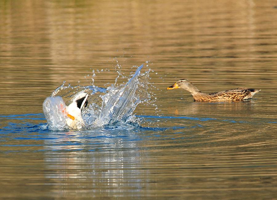 Rituali di corteggiamento di germano reale