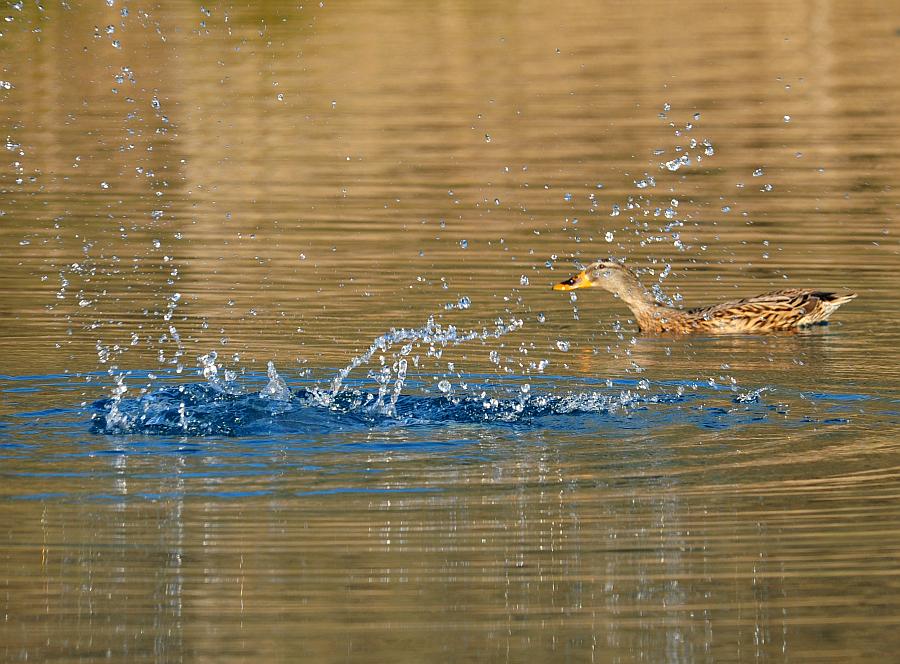 Rituali di corteggiamento di germano reale