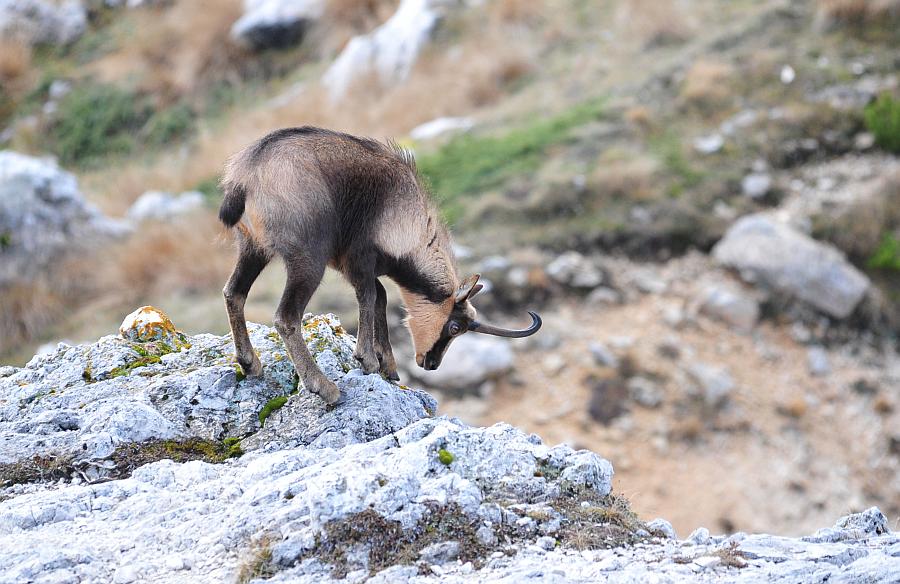 Camoscio d''Abruzzo Rupicapra pyrenaica ornata