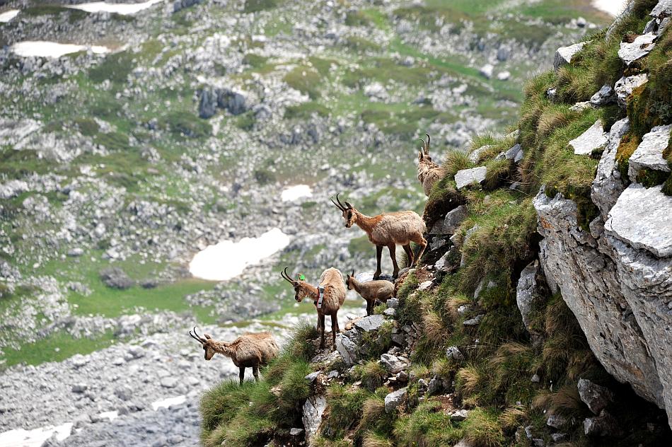 Camoscio d''Abruzzo Rupicapra pyrenaica ornata
