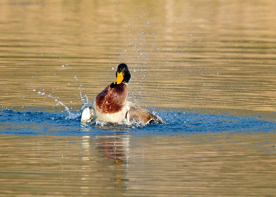 Rituali di corteggiamento di germano reale