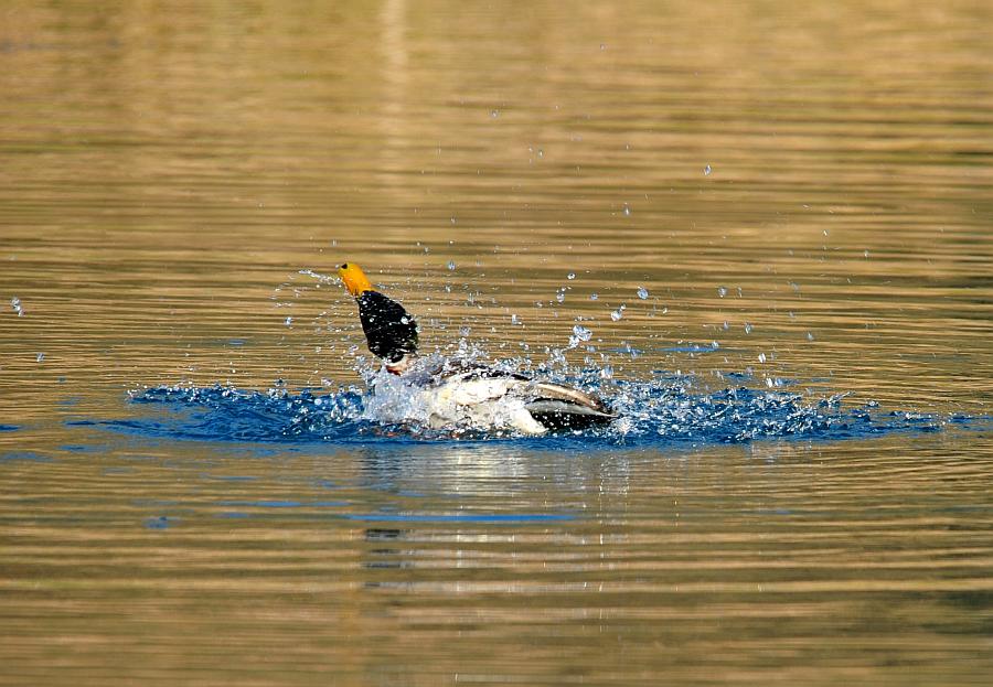 Rituali di corteggiamento di germano reale