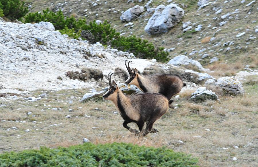 Camoscio d''Abruzzo Rupicapra pyrenaica ornata