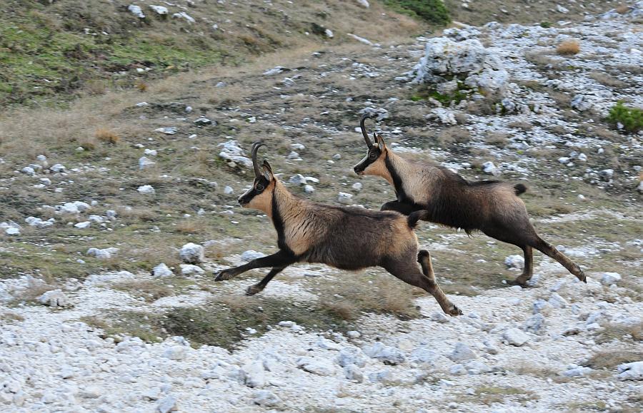 Camoscio d''Abruzzo Rupicapra pyrenaica ornata