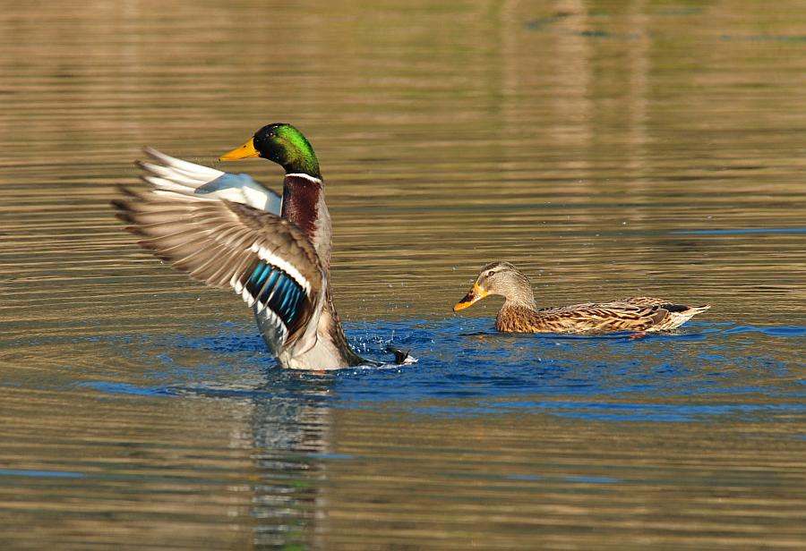 Rituali di corteggiamento di germano reale