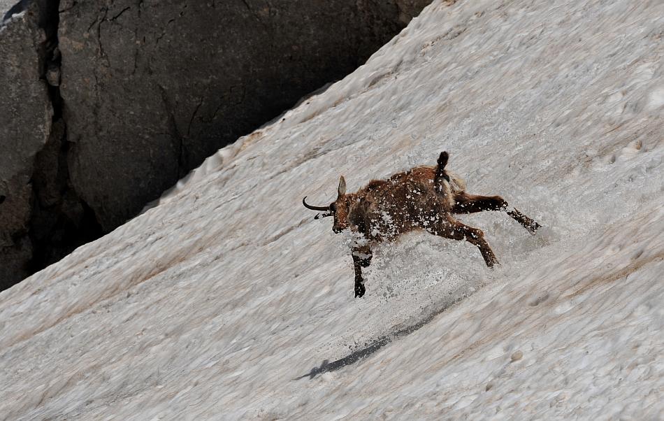 Camoscio d''Abruzzo Rupicapra pyrenaica ornata