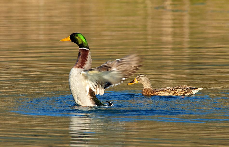 Rituali di corteggiamento di germano reale