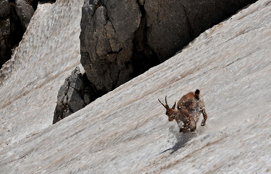 Camoscio d''Abruzzo Rupicapra pyrenaica ornata
