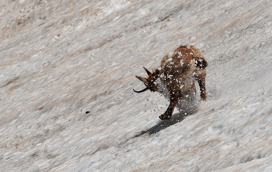 Camoscio d''Abruzzo Rupicapra pyrenaica ornata