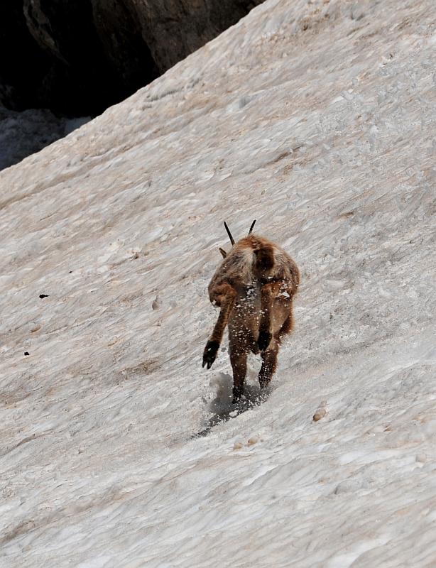 Camoscio d''Abruzzo Rupicapra pyrenaica ornata