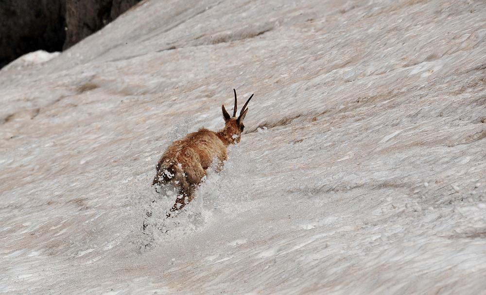 Camoscio d''Abruzzo Rupicapra pyrenaica ornata