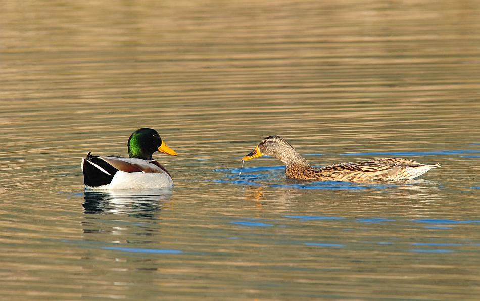 Rituali di corteggiamento di germano reale
