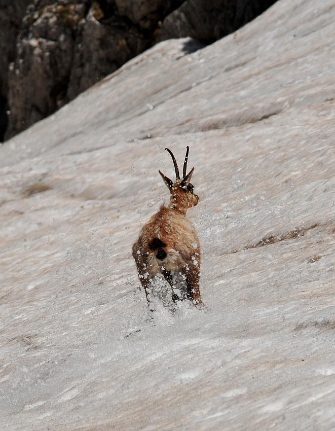 Camoscio d''Abruzzo Rupicapra pyrenaica ornata