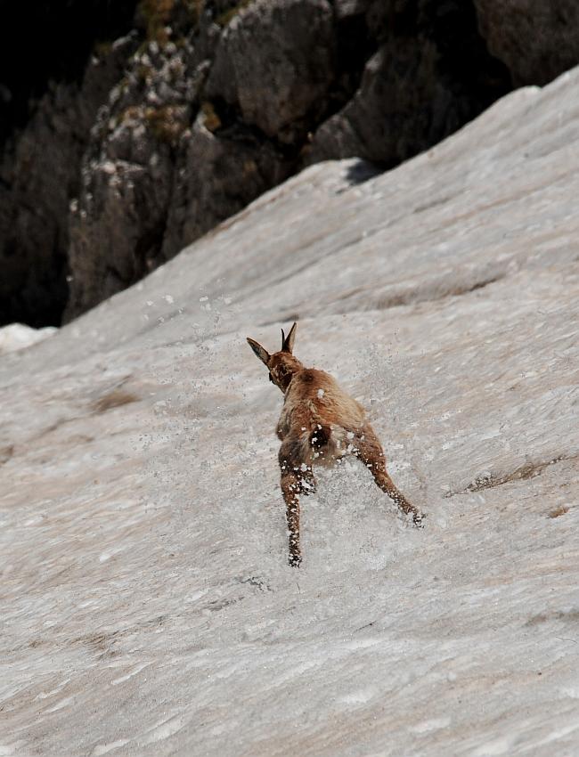 Camoscio d''Abruzzo Rupicapra pyrenaica ornata