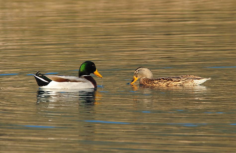 Rituali di corteggiamento di germano reale