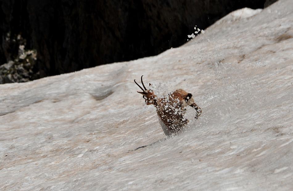 Camoscio d''Abruzzo Rupicapra pyrenaica ornata