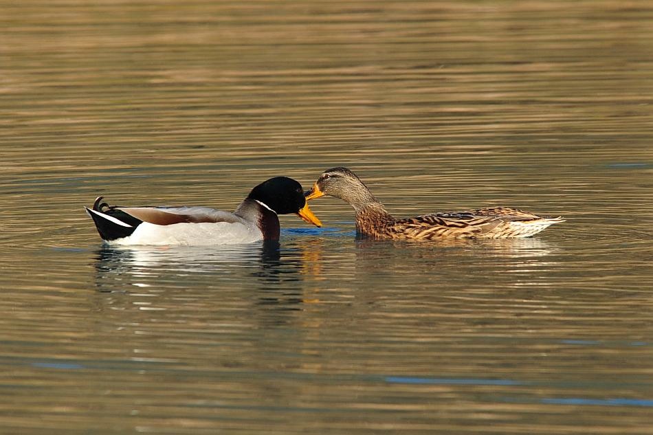 Rituali di corteggiamento di germano reale