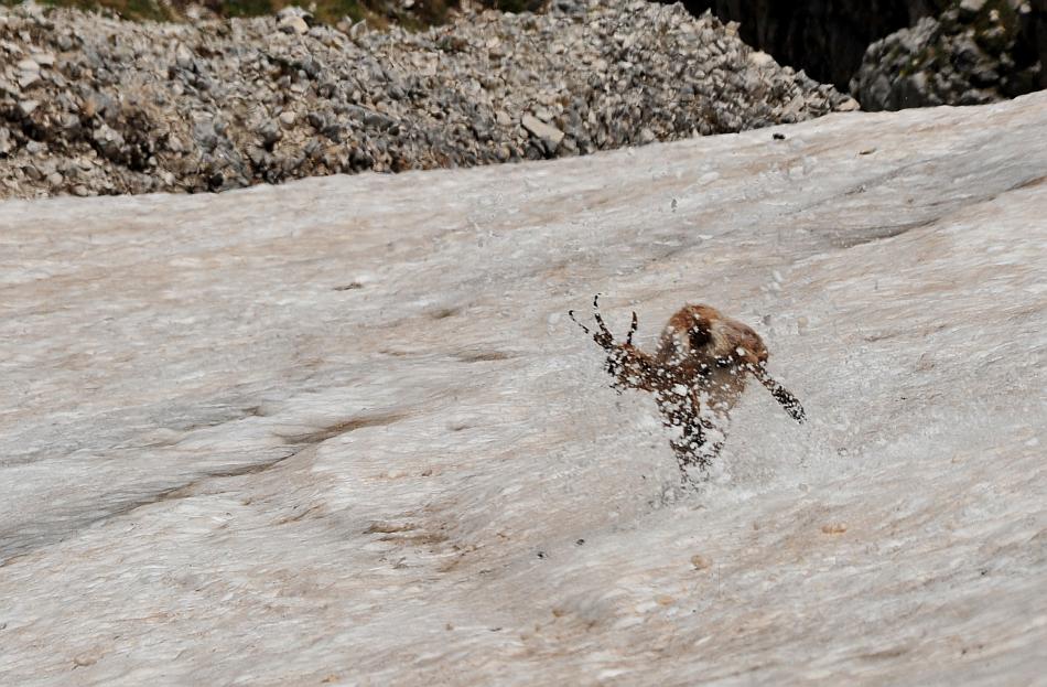 Camoscio d''Abruzzo Rupicapra pyrenaica ornata