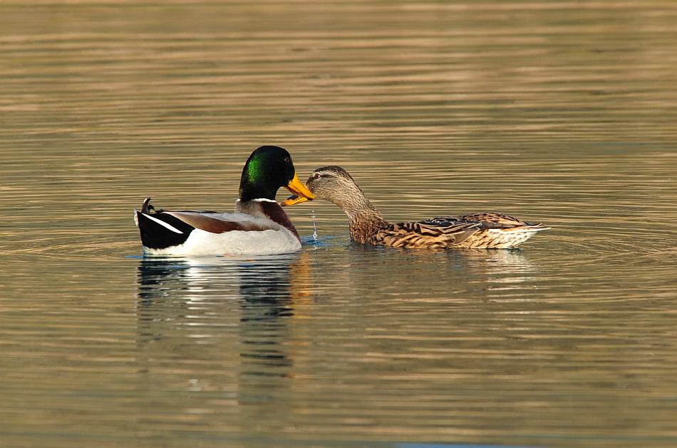 Rituali di corteggiamento di germano reale