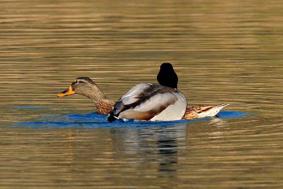Rituali di corteggiamento di germano reale
